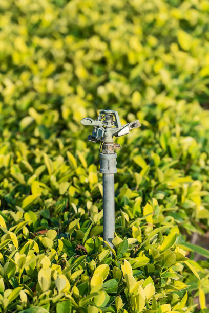 istock Close up springer watering. 909887000