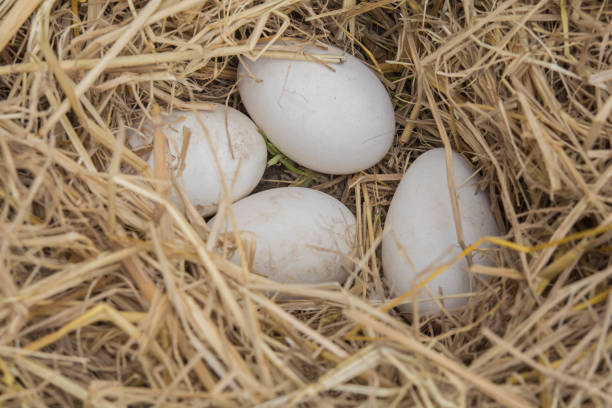 istock Goose eggs on the ground and dried straw nest 909890682