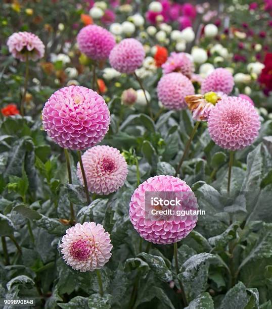 Photo libre de droit de Dahlias De Boule Roses Dans Le Jardin De Dahlia banque d'images et plus d'images libres de droit de Dahlia - Dahlia, Automne, Fleur - Flore