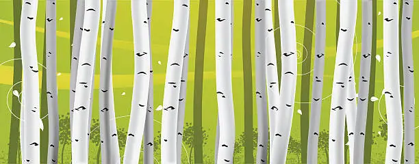 Vector illustration of Birch Trees