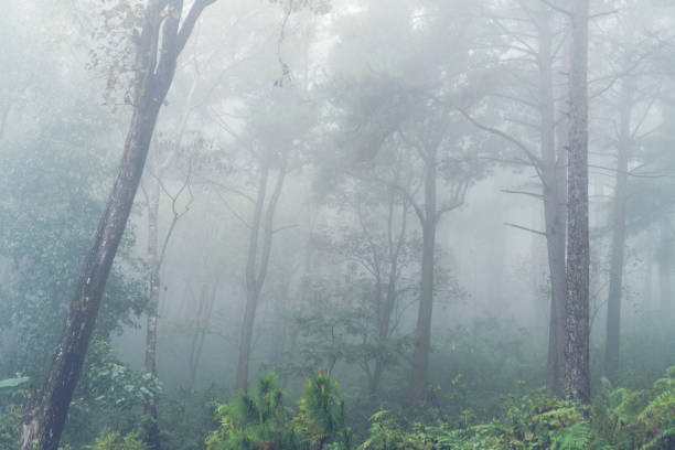 istock Foggy forest in tropical 909894710