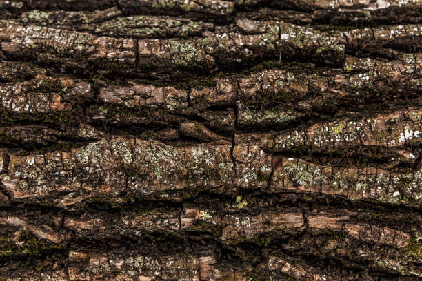 istock Texture of the bark 909895064
