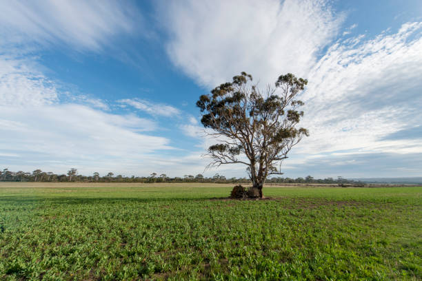istock Lonely tree in Tasmania, Australia 909899066