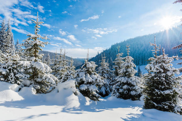 istock Winter wonderland 909899282