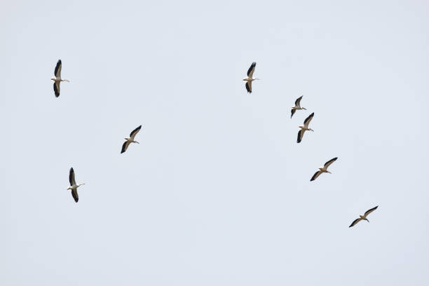 istock Flock of birds 909899368