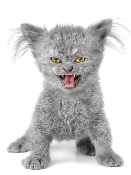 gatito malvado en el fondo del wite - domestic cat anger hissing aggression fotografías e imágenes de stock