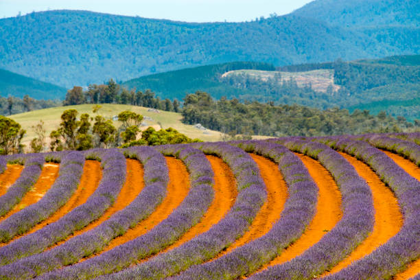 istock Lavender field in Tasmania, Australia 909906508