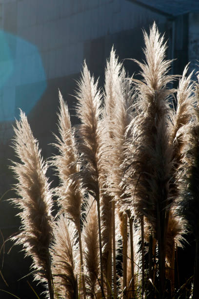 cortaderia selloana z powrotem oświetlone - sunset day back lit autumn zdjęcia i obrazy z banku zdjęć