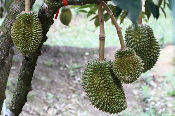 istock Durian fruits are growing on the branches. 909907024