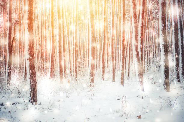 istock Tree pine spruce in magic forest winter with falling snow sunny day. 909908154