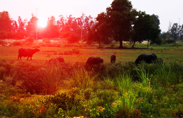 Grazing domestic cattle’s in pasture during sunset time.