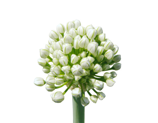 brotes de ajo blanco sobre fondo blanco - chive allium flower cultivated herb fotografías e imágenes de stock