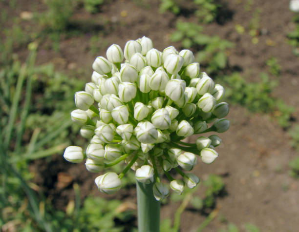 fondo con brotes de ajo solo - chive allium flower cultivated herb fotografías e imágenes de stock