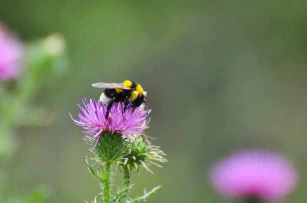 Bumblebee on wild flower in springtim Collecting nectar and polination concept bombus hypnorum pictures stock pictures, royalty-free photos & images