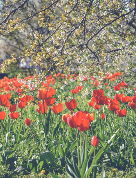 istock Spring natural background with beautiful red tulips. Soft focus cherry blossom or sakura flower. 909918414