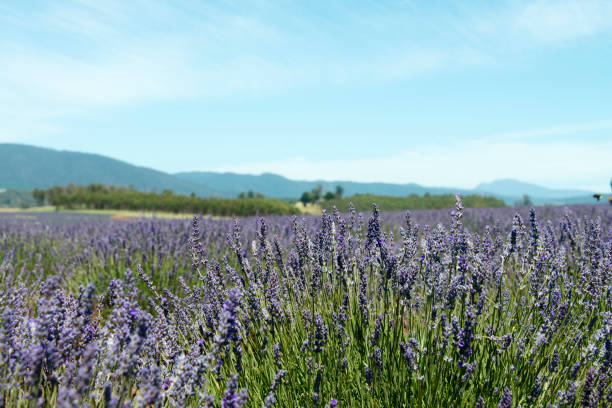 istock Lavender field in Tasmania, Australia 909918476