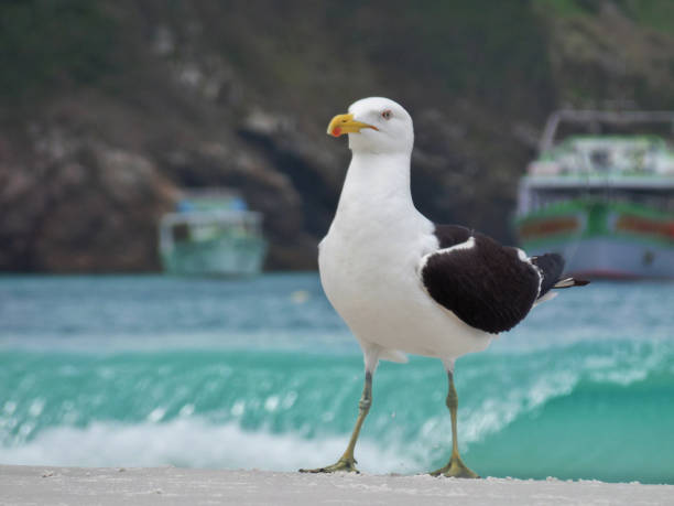 Seagull stand on the sand, Prainhas do Pontal beach, Arraial do Cabo Seagull stand on the sand, Prainhas do Pontal beach, Arraial do Cabo. pontal do atalia stock pictures, royalty-free photos & images