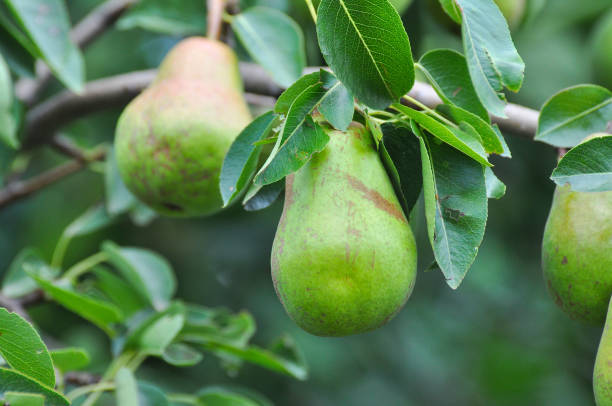 istock Unripe green pear on the branch 909927362