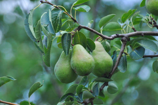 istock Unripe green pear on the branch 909927650