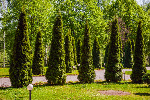 istock Landscape design. Beautiful background. Nature. Park 909927828