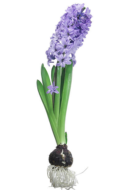 Hyacinth isolated stock photo