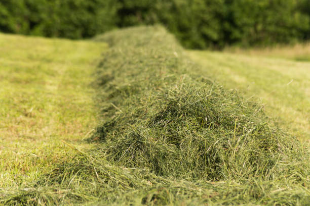 istock summer hay making field landscape in rural countryside 909930778