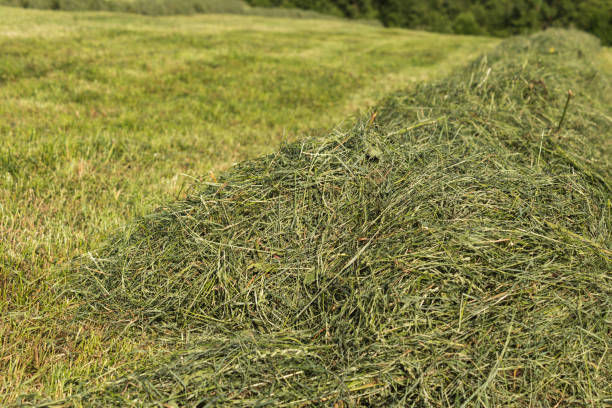 istock summer hay making field landscape in rural countryside 909930802