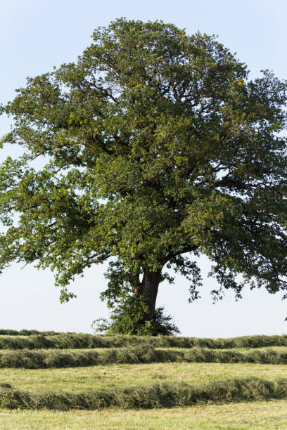 istock summer hay making field landscape in rural countryside 909930812