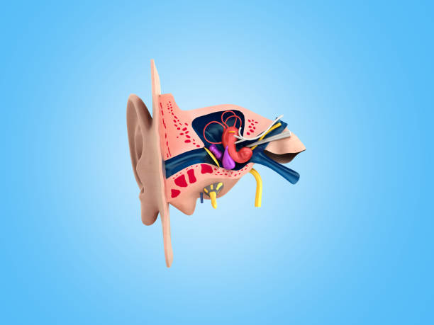 istock Human ear structure medical educational science 3d rendrer illustration Ear anatomy 909931344
