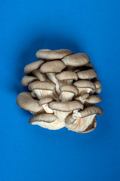 Oyster mushrooms on a blue textured background. stock photo