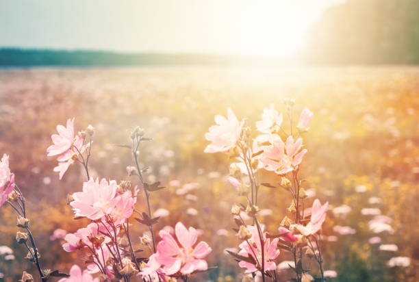 istock Summer landscape with wild mallow. Flowering meadow in the sunlight 909931880