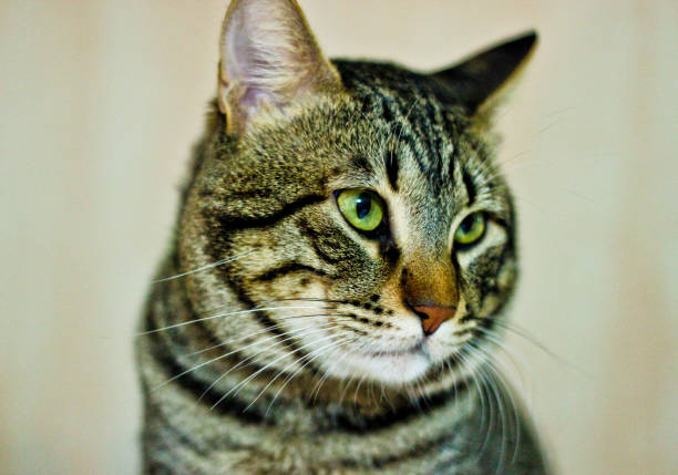 Tabby cat looking close-up stock photo