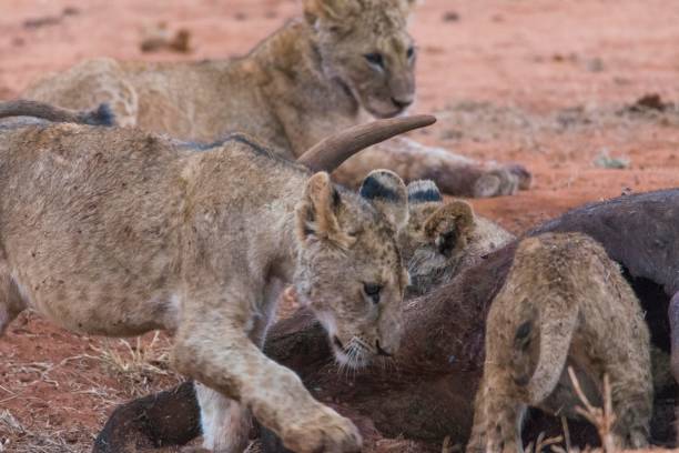 istock Lion cubs around prey killed by mother 909933752