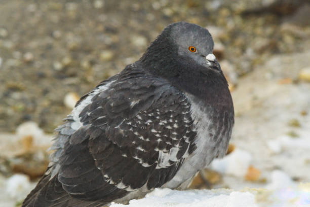 istock the king of the birds close up 909934642
