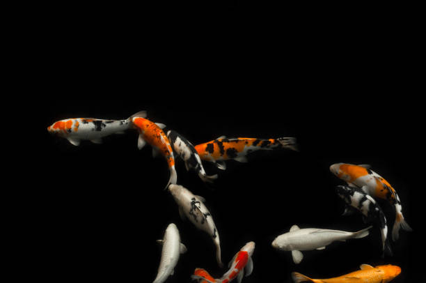 istock Koi swimming in a water garden,Colorful koi fish 909935372
