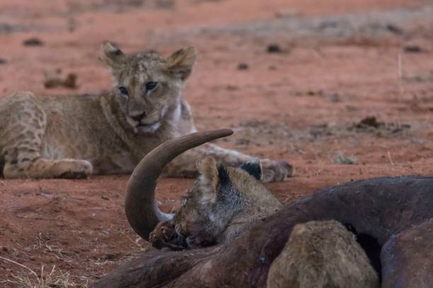 istock Lion cubs around prey killed by mother 909938464