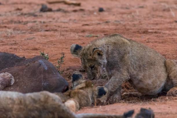istock Lion cubs around prey killed by mother 909938726