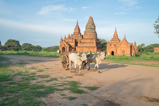 Burmese rural man driving wooden cart with hay on dusty road drawn by two white buffaloes. Rural landscape in Bagan archeological zone, ancient buddhist temples in lushly nature in Burma countryside, Myanmar, Southeast Asia