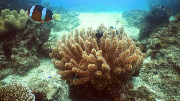 istock Coral reef and tropical fish.Philippines 909939694