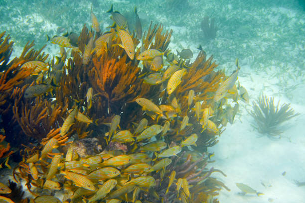 istock Mesoamerican barrier Great Mayan Reef 909943034