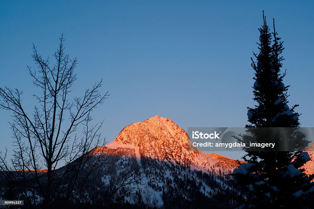 Las montañas y árboles al atardecer - Foto de stock de Abeto libre de derechos