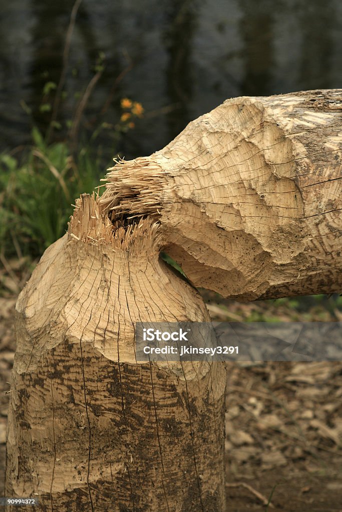 Beaver on the loose  Appalachia Stock Photo