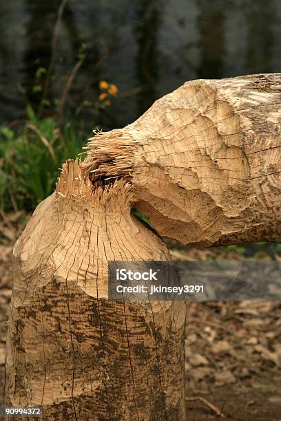Beaver On The Loose Stock Photo - Download Image Now - Appalachia, Chewing, Color Image