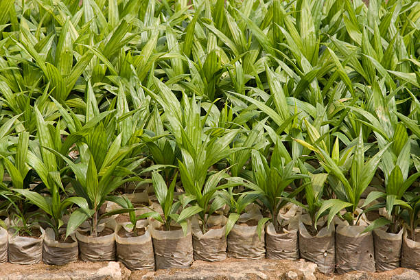 Palma de aceite seedlings - foto de stock