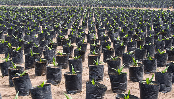 Palma de aceite seedlings - foto de stock