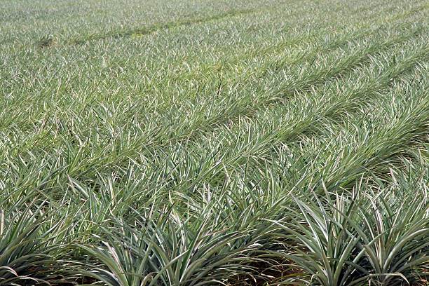 Las plantaciones de piña - foto de stock