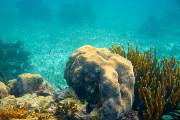 Mesoamerican barrier Great Mayan Reef in Riviera Maya of Caribbean Mexico