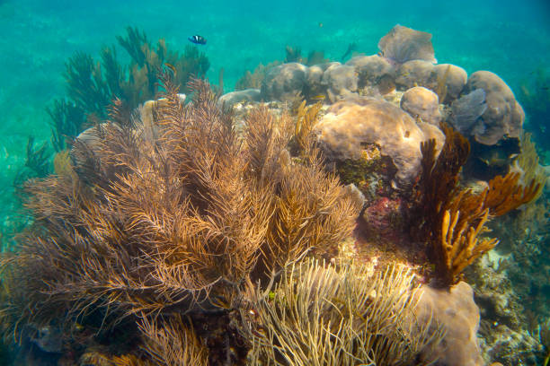 istock Mesoamerican barrier Great Mayan Reef 909945952