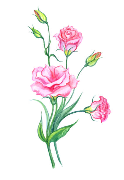 Pink lisianthus, hand drawing. Bouquet of pink eustoma, watercolor painting on white background, isolated with clipping path. Pink lisianthus, hand drawing. drawing of a green lisianthus stock illustrations