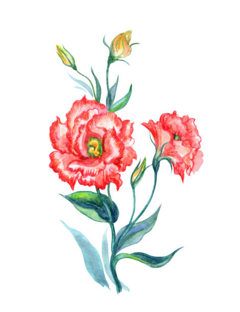 Orange eustoma, watercolor Orange eustoma, watercolor drawing on white background, isolated with clipping path. A bouquet of summer flowers, hand drawing. drawing of a green lisianthus stock illustrations
